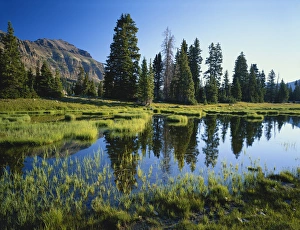USA, Utah, Wasatch National Forest, High Uintas Wilderness, Trees and grass reflecting