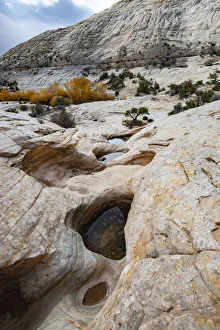 Landscape-Scenic Prints: USA, Utah. Waterpockets and autumnal cottonwood trees, Grand Staircase-Escalante National