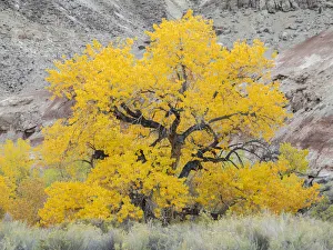 Fremont Prints: USA, Utah. Wayne County, The Blue Hills, Golden Fremont Cottonwood trees