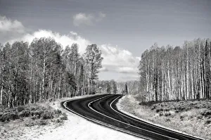 Pavement Prints: USA, Utah, west of Woodruff aspen trees along highway 39