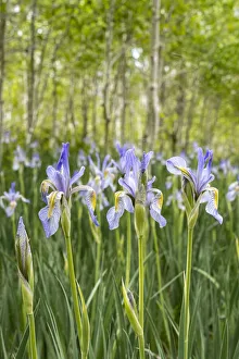Images Dated 14th September 2020: USA, Utah. Wild Iris (Iris missouriensus) in the Manti-La Sal National Forest