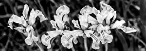 Images Dated 18th January 2021: USA, Utah. Wild Iris (Iris missouriensus) in the Manti-La Sal National Forest
