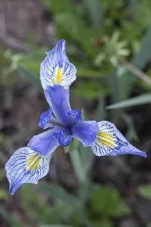 Images Dated 16th January 2021: USA, Utah. Wild Iris (Iris missouriensus) in the Manti-La Sal National Forest