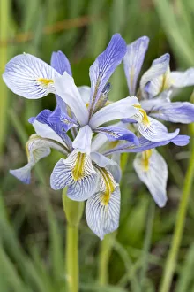 USA, Utah. Wild Iris (Iris missouriensus) in the Manti-La Sal National Forest