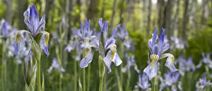 Images Dated 18th January 2021: USA, Utah. Wild Iris (Iris missouriensus) in the Manti-La Sal National Forest