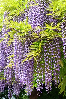 Images Dated 12th January 2024: USA, Utah. Wisteria, Red Butte Gardens