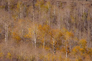 Highway 39 Prints: USA, Utah, Woodruff aspen trees along highway 39