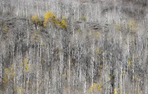 USA, Utah, Woodruff aspen trees along highway 39