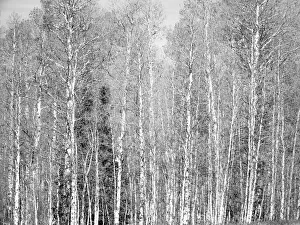 USA, Utah, Woodruff aspen trees along highway 39