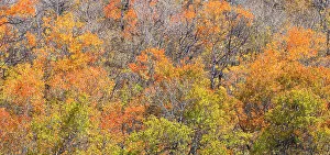Highway 39 Prints: USA, Utah, Woodruff. Highway 39 towards Ogden, canyon maple in Fall Color