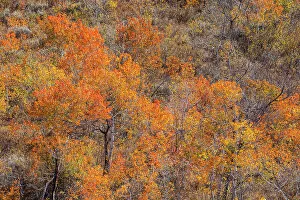 USA, Utah, Woodruff. Highway 39 towards Ogden, canyon maple in Fall Color