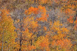 Highway 39 Prints: USA, Utah, Woodruff. Highway 39 towards Ogden, canyon maple in Fall Color