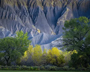 Eroded Prints: USA, Utah. Yellow cottonwood tree and gray mountain in autumn