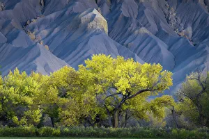 Eroded Prints: USA, Utah. Yellow cottonwood tree and gray mountain in autumn