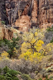 Images Dated 18th September 2019: USA, Utah, Zion National Park, Autumn color high above the canyon