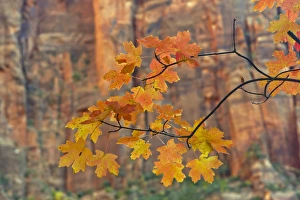 Zion Prints: USA, Utah, Zion National Park. Autumn-colored maple leaves against rock formation