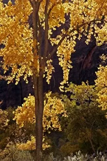 USA, Utah, Zion National Park. Autumn cottonwood trees in Zion Canyon