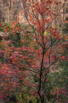 Images Dated 7th November 2014: USA, Utah, Zion National Park. Autumn scenic