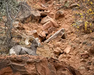 Images Dated 18th September 2019: USA, Utah, Zion National Park, Bighorn sheep ram surveys his domain