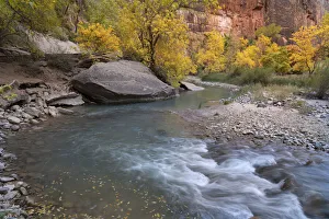 Acer Negundo Prints: USA, Utah, Zion National Park. Boxelder trees along Virgin River in autumn