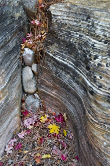 Needle Prints: USA, Utah, Zion National Park. Canyon wall crevice with fallen leaves. Credit as