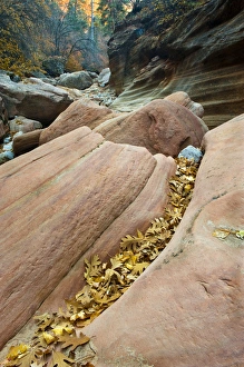 Formation Prints: USA, Utah, Zion National Park. Canyon walls with fallen leaves on red rock formation