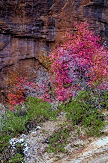 Images Dated 11th November 2008: USA, Utah, Zion National Park. Cliff and autumn scenic