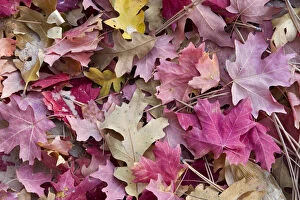 Images Dated 29th October 2006: USA, Utah, Zion National Park. Close-up of red maple and oak leaves
