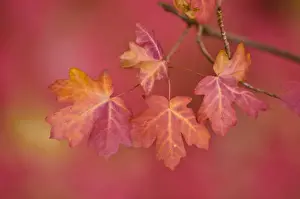 Zion Prints: USA, Utah, Zion National Park. Close-up of sawtooth maple branch. Credit as: Nancy