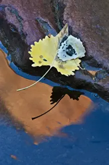 USA, Utah, Zion National Park. Cottonwood leaves on rock reflect on Pine Creek