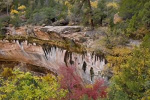 Images Dated 30th October 2006: USA, Utah, Zion National Park. Emerald Pool Trail scenic