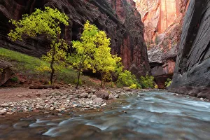 Slot Canyon Prints: USA, Utah, Zion National Park. Fall colors in the Virgin River, The Narrows