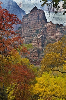 Nancy Rotenberg Prints: USA, Utah, Zion National Park. Fall foliage in The Narrows