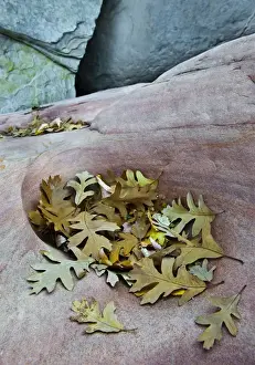 Images Dated 30th April 2009: USA, Utah, Zion National Park. Gambel oak leaves fallen on red rock in canyon. Credit as