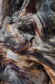 Stump Prints: USA, Utah, Zion National Park. Gnarled dead tree stump. Credit as: Nancy Rotenberg