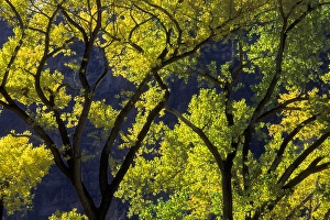 Grotto Prints: USA, Utah, Zion National Park, Grotto. Backlit cottonwood tree with yellowing autumn