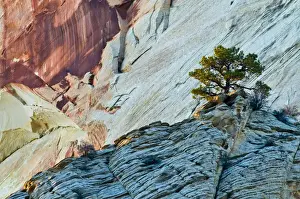 Zion Prints: USA, Utah, Zion National Park. Last light on red-rock butte and tree. Credit as