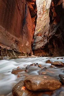 Sheer Prints: USA, Utah, Zion National Park. Maple leaf on stone in the Virgin River, The Narrows