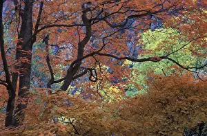 Zion Prints: USA, Utah, Zion National Park. Maple tree with orange autumn leaves and twisted branches