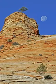 Moon Set Prints: USA, Utah, Zion National Park. Moonset on rock formation near Checkerboard Mesa