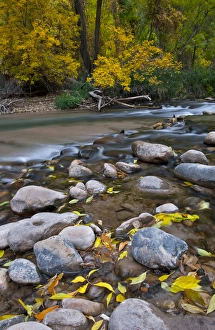 Nancy Rotenberg Prints: USA, Utah, Zion National Park. The Narrows with fallen leaves
