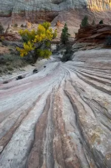 Slick Rock Prints: USA, Utah, Zion National Park. Petrified sand dune or slick rock and cottonwood tree in autumn