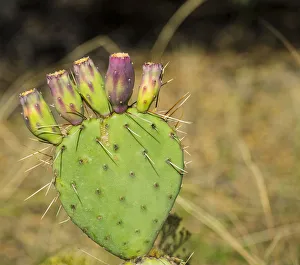 Prickly Pear Prints: USA, Utah. Zion National Park, Prickly Pear Cactus