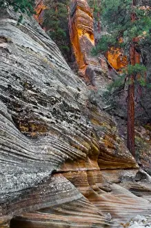 Images Dated 30th April 2009: USA, Utah, Zion National Park. Rock formations in Red Rock Canyon