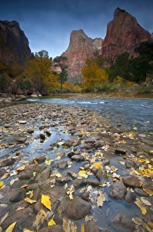 Nancy Rotenberg Prints: USA, Utah, Zion National Park. The Sentinel with fallen leaves in Virgin River. Credit as