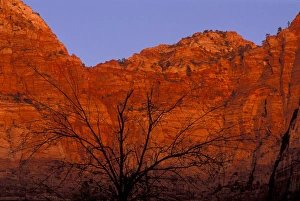 Barren Prints: USA, Utah, Zion National Park. Silhouette of barren tree against red rock wall lit by setting sun
