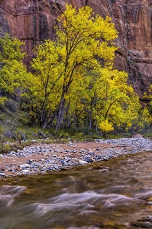 Images Dated 3rd November 2014: USA, Utah, Zion National Park. Stream in autumn scenic