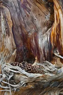 S Eed Prints: USA, Utah, Zion National Park. Trunk with fallen pine cones