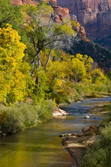 USA, Utah, Zion National Park. Virgin River and cottonwood trees in autumn. Credit as