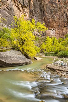 Zion Prints: USA, Utah, Zion National Park. Virgin River and fall cottonwood trees. Credit as
